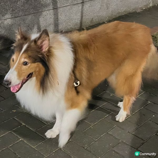 牧羊狗