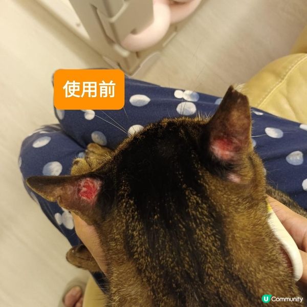 神仙水急救！耳仔都生返毛啦！🤩