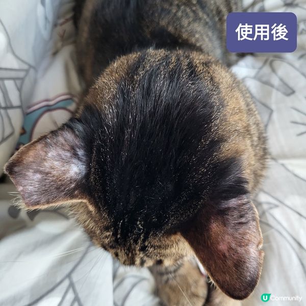 神仙水急救！耳仔都生返毛啦！🤩