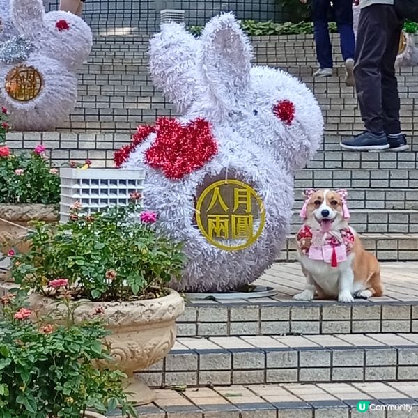 中秋賞燈！香港公園金龍魚🐉+玉兔🐰花燈超萌！