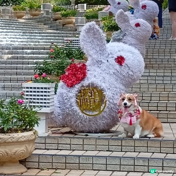 中秋賞燈！香港公園金龍魚🐉+玉兔🐰花燈超萌！