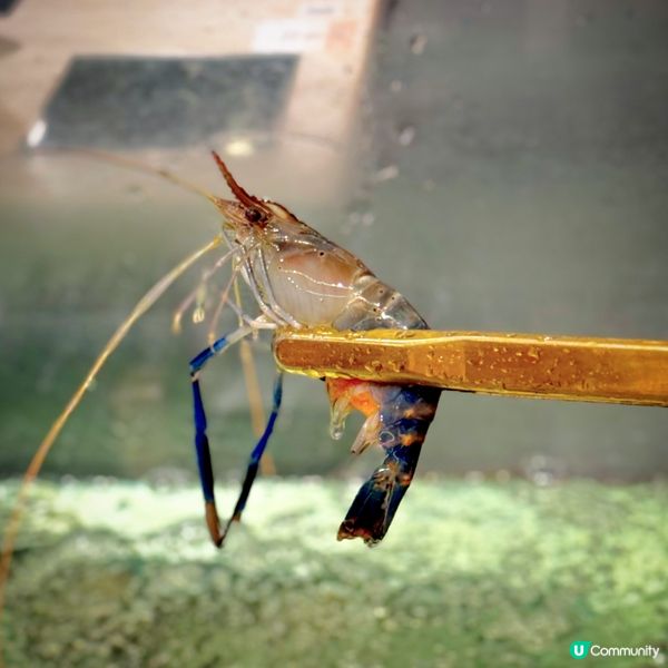 「泰」創新放題@泰金鍋