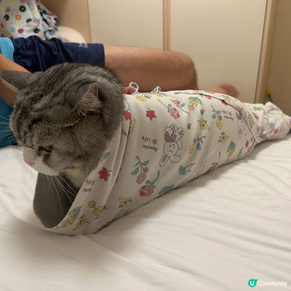 淘寶好物分享，貓奴必備剪指甲神器 😻 輕鬆搞掂！