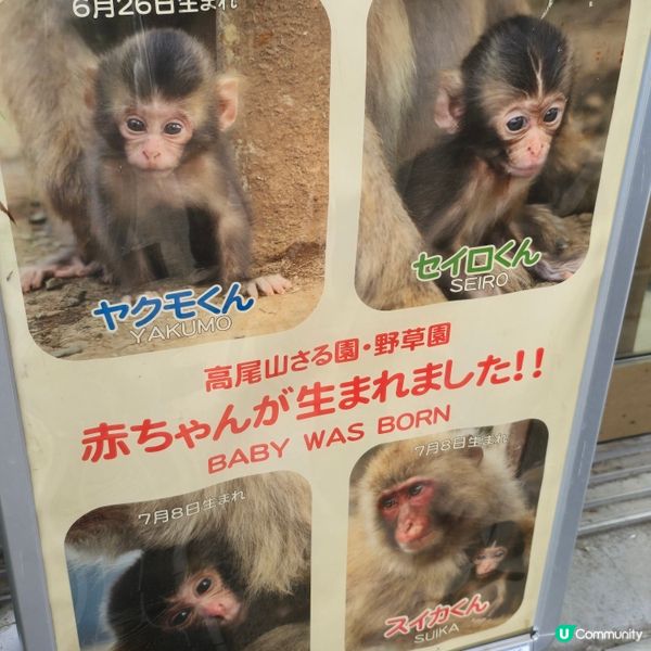 東京市行到悶第三篇!😁高尾山真係好療癒!🏞