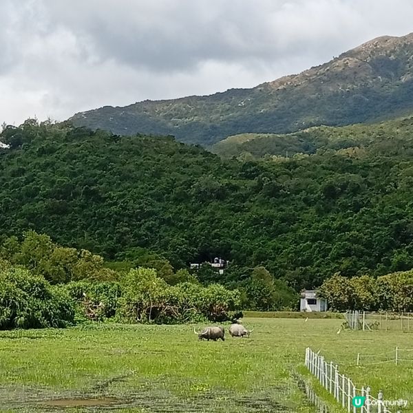 石屎森林Out! 貝澳露營Chill🥳 享受大自然