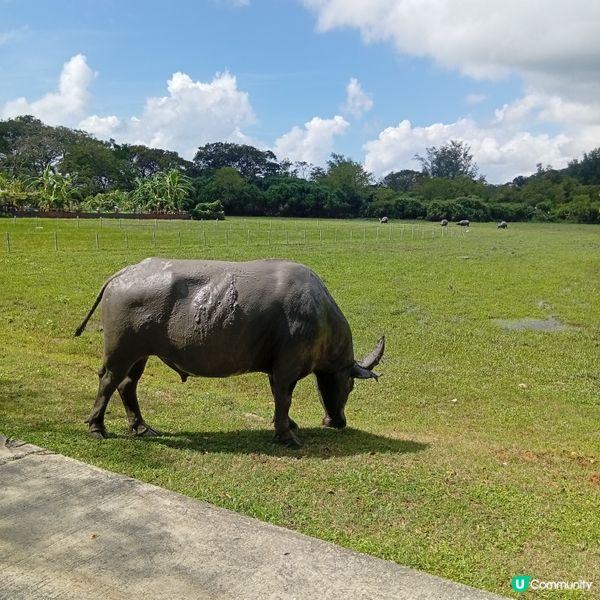 石屎森林Out! 貝澳露營Chill🥳 享受大自然