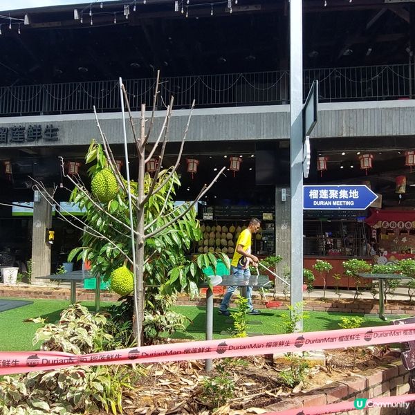 馬來西亞貓山王榴槤