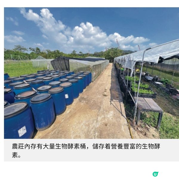 本地農莊善用廚餘轉廢為材零農藥蔬菜升級健康美食