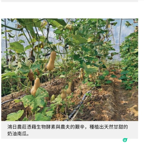 本地農莊善用廚餘轉廢為材零農藥蔬菜升級健康美食