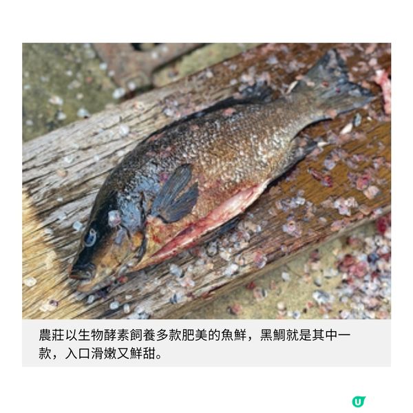 本地農莊善用廚餘轉廢為材零農藥蔬菜升級健康美食