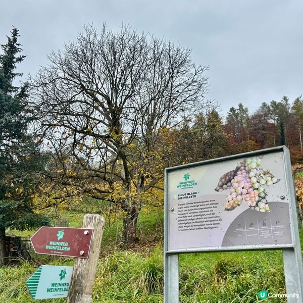 《秋日阿爾卑斯山下Weinfelden 的美酒之路》 🍷