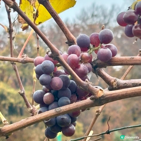 《秋日阿爾卑斯山下Weinfelden 的美酒之路》 🍷