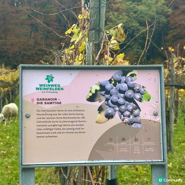 《秋日阿爾卑斯山下Weinfelden 的美酒之路》 🍷