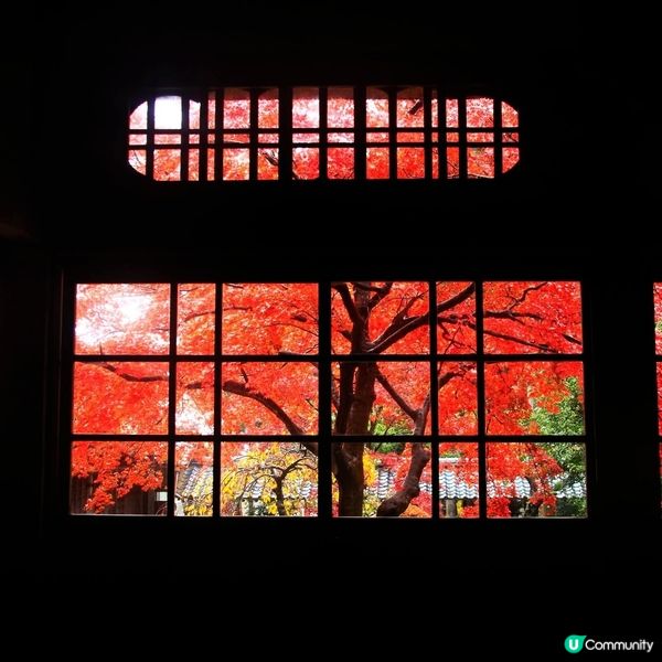 種月寺紅葉🍁！新潟秋日限定絕景！😍