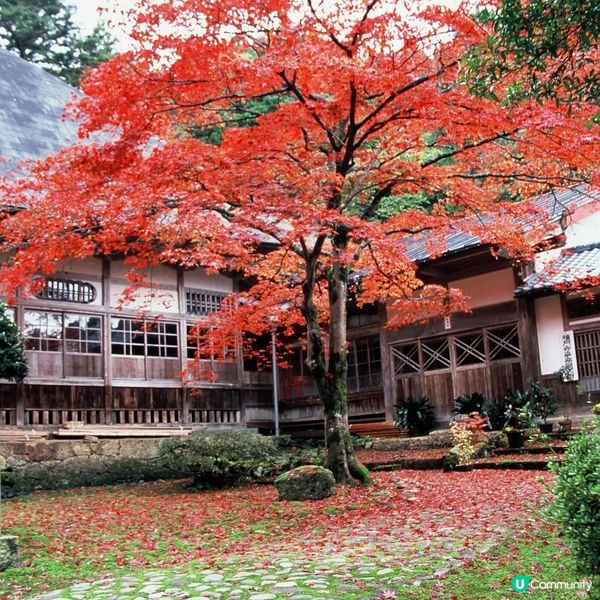 種月寺紅葉🍁！新潟秋日限定絕景！😍