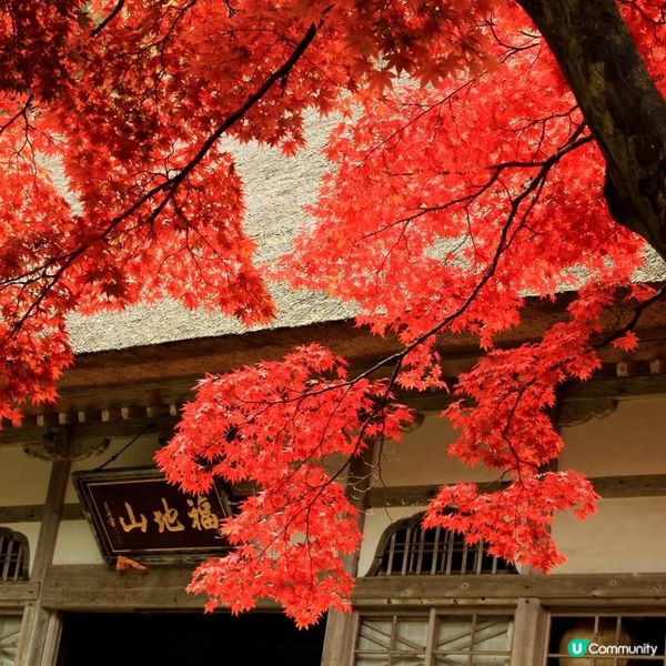 種月寺紅葉🍁！新潟秋日限定絕景！😍