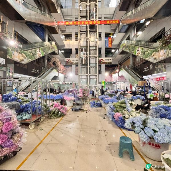 雲南/超全攻略鬥南花市鮮花攻略🌸  