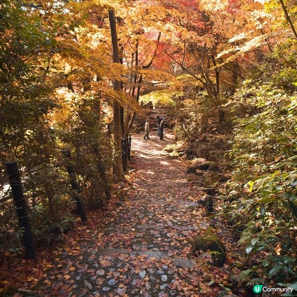 紅葉🍁襯淒美！中野邸美術館🍂！
