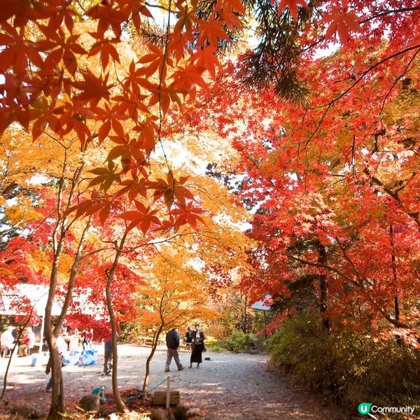 紅葉🍁襯淒美！中野邸美術館🍂！