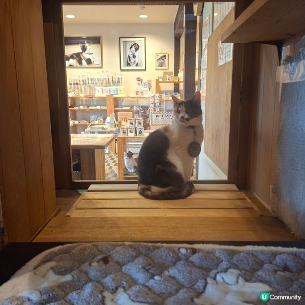 ✨️參觀超人氣貓站長TAMA車站💞探訪貓咪站長🤭好可愛