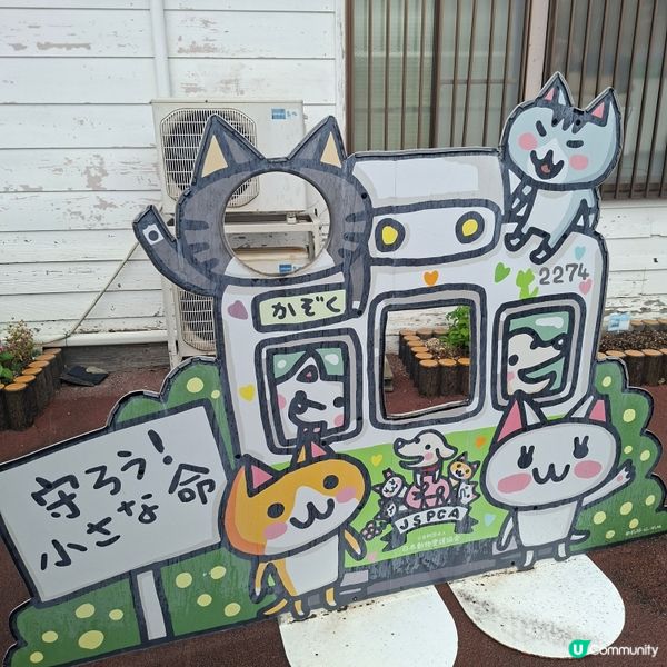 ✨️參觀超人氣貓站長TAMA車站💞探訪貓咪站長🤭好可愛