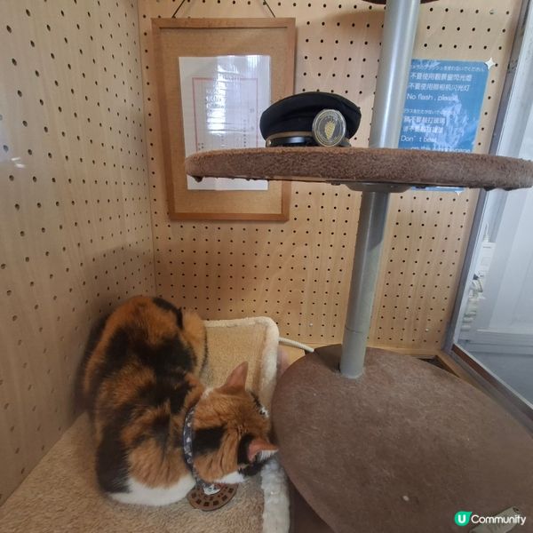 ✨️參觀超人氣貓站長TAMA車站💞探訪貓咪站長🤭好可愛