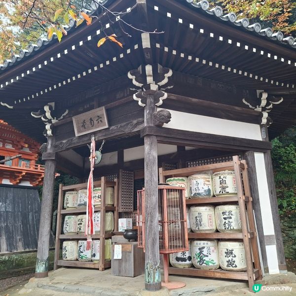 和歌山紀三井寺🍁打卡靚景🤭旅遊熱點分享📸