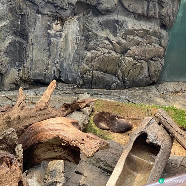 大阪海遊館🌊！親子遊必去！🐳📸