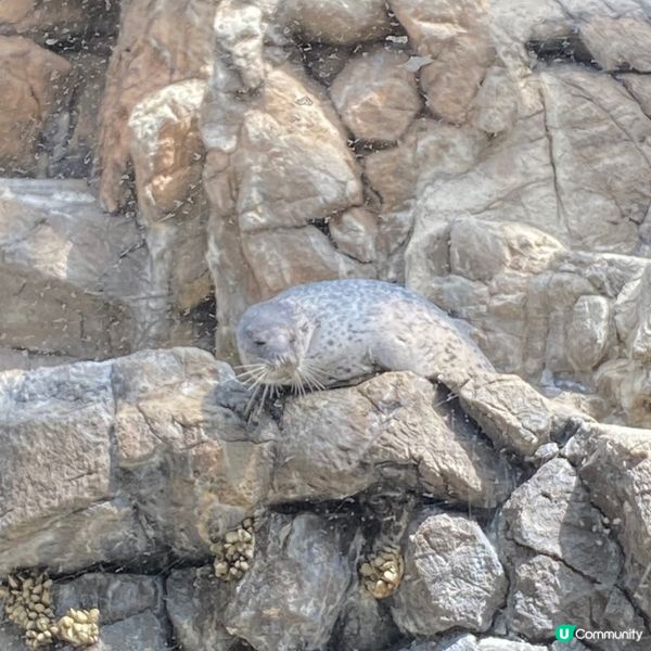 大阪海遊館🌊！親子遊必去！🐳📸
