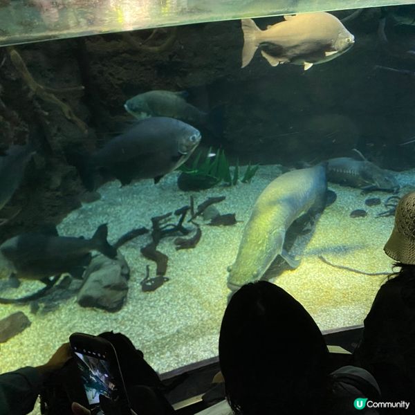 大阪海遊館🌊！親子遊必去！🐳📸