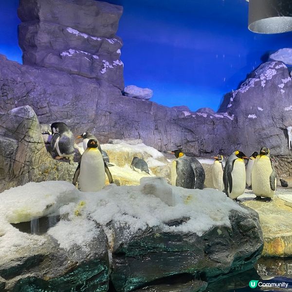 大阪海遊館🌊！親子遊必去！🐳📸