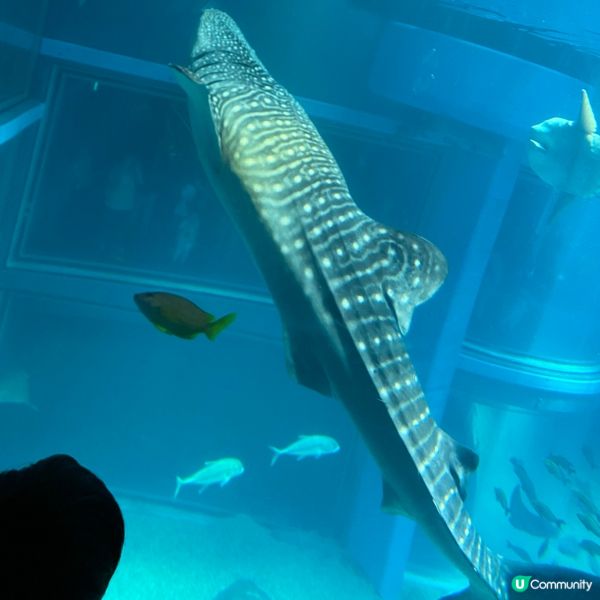 大阪海遊館🌊！親子遊必去！🐳📸