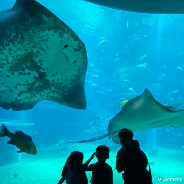 大阪海遊館🌊！親子遊必去！🐳📸