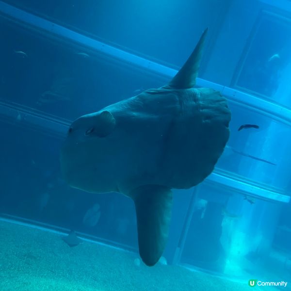 大阪海遊館🌊！親子遊必去！🐳📸