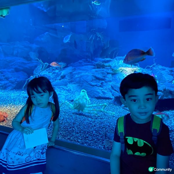 大阪海遊館🌊！親子遊必去！🐳📸