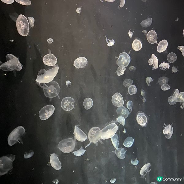 大阪海遊館🌊！親子遊必去！🐳📸