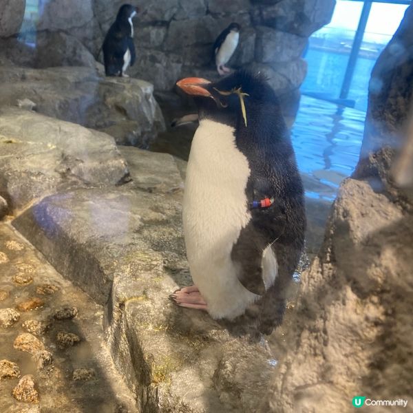 大阪海遊館🌊！親子遊必去！🐳📸