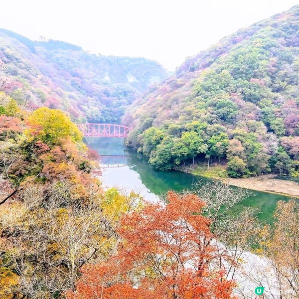廣島紅葉🍁神龍湖！紅葉隧道超靚！😍