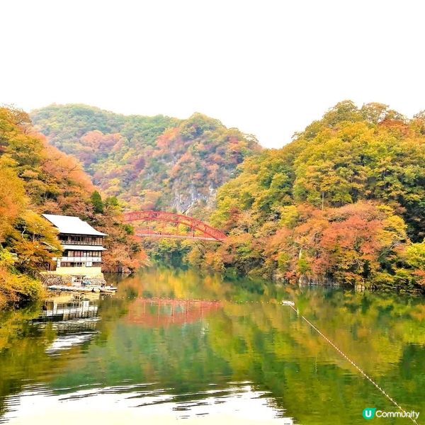 廣島紅葉🍁神龍湖！紅葉隧道超靚！😍