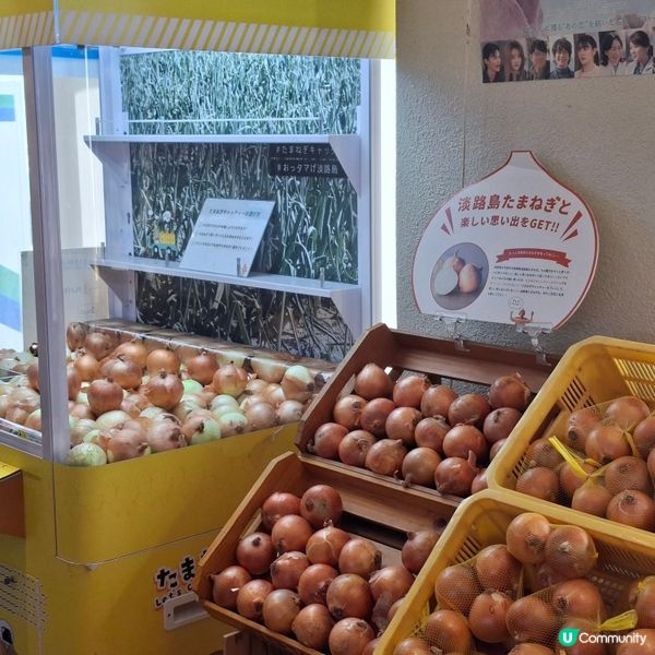 ✨️自駕遊日本🇯🇵淡路島洋蔥打卡攻略🧅📸