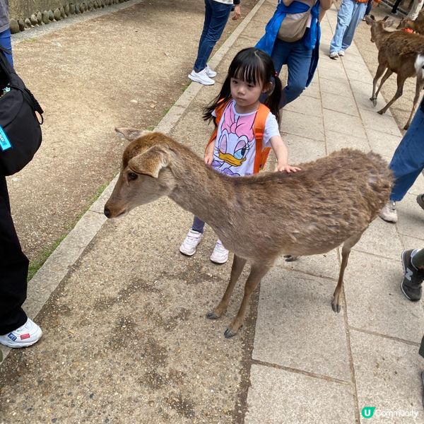 奈良親子遊！🦌摸千年歷史🏯！