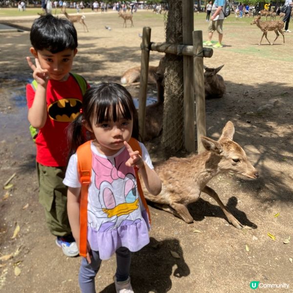奈良親子遊！🦌摸千年歷史🏯！