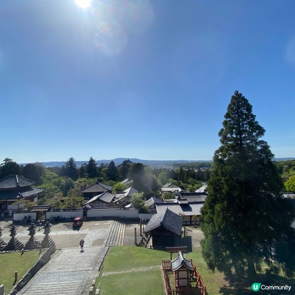 奈良親子遊！🦌摸千年歷史🏯！