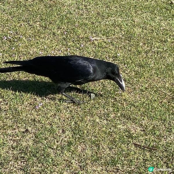 奈良親子遊！🦌摸千年歷史🏯！