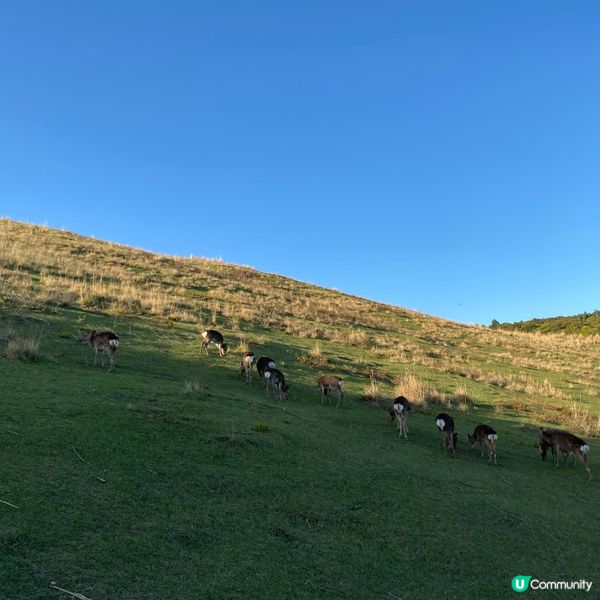 奈良親子遊！🦌摸千年歷史🏯！