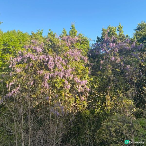奈良親子遊！🦌摸千年歷史🏯！