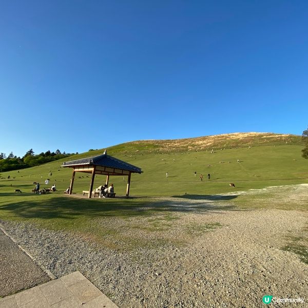 奈良親子遊！🦌摸千年歷史🏯！