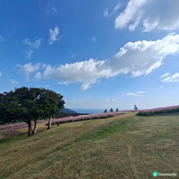 ✨️淡路島花園打卡攻略🌸 超靚花海等你嚟🤩 