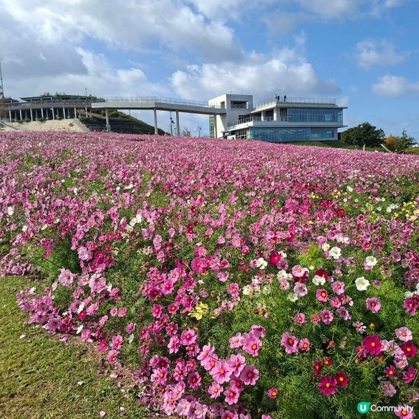 ✨️淡路島花園打卡攻略🌸 超靚花海等你嚟🤩 