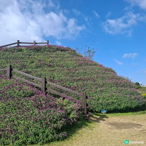 ✨️淡路島花園打卡攻略🌸 超靚花海等你嚟🤩 